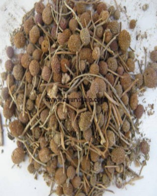 GORKHMUNDI SEED, Sphaeranthus Indicus, Raw Whole Herbs of India